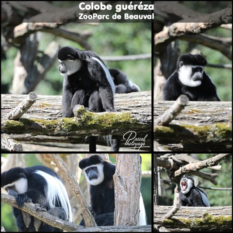 30249081_beauval_-_colobe_guereza_01_-_layout_04.jpg