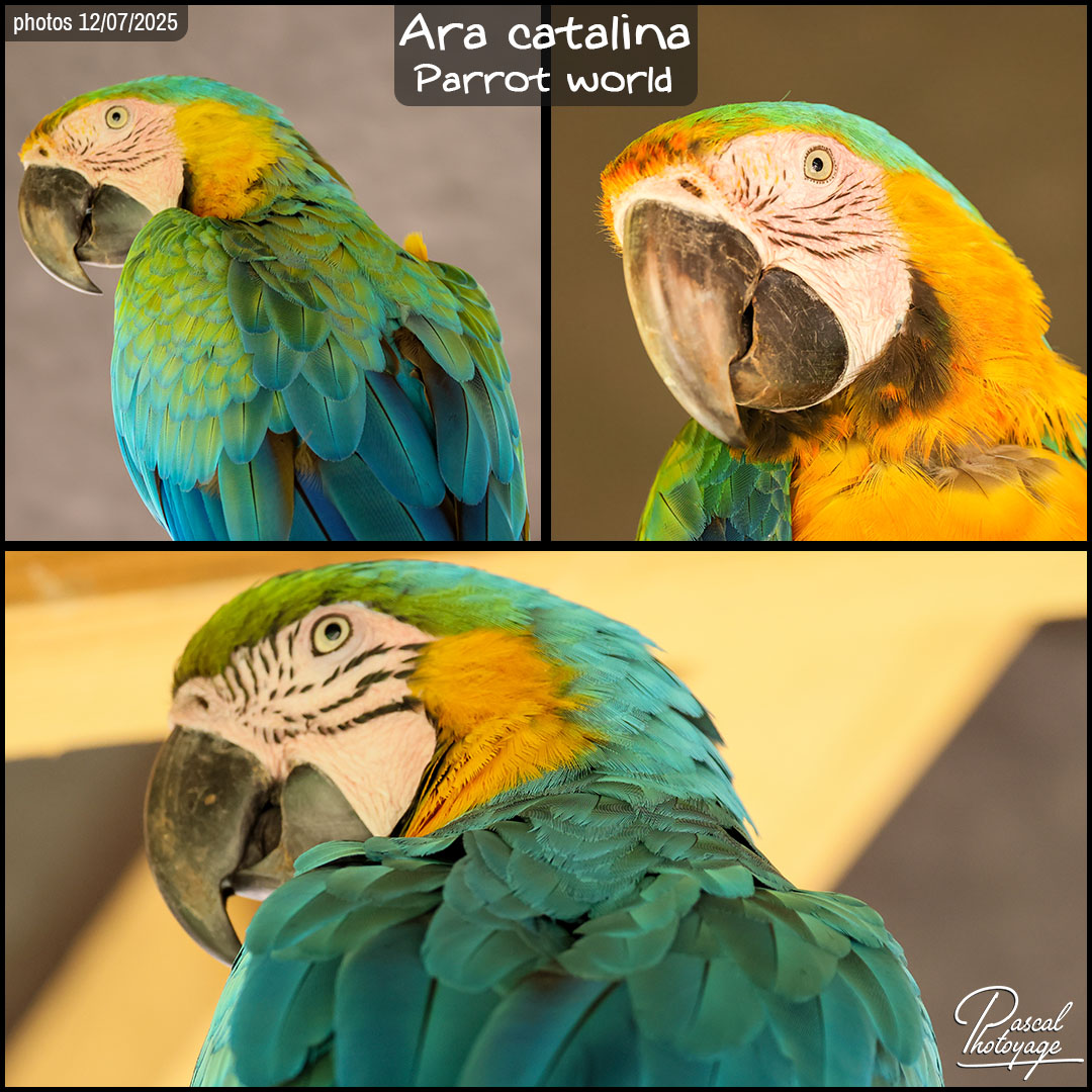 30691731_ara_catalina_01_-_parrot_world_-_layout_59_1080x1080.jpg