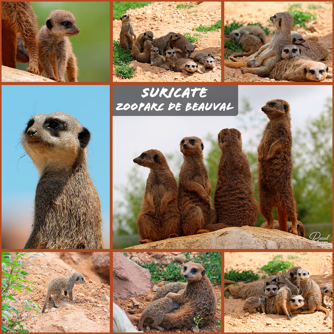 31105094_beauval_-_suricate_01_-_layout_35_1080x1080.jpg 31105094_beauval_-_suricate_01_-_layout_35_1080x1080.jpg