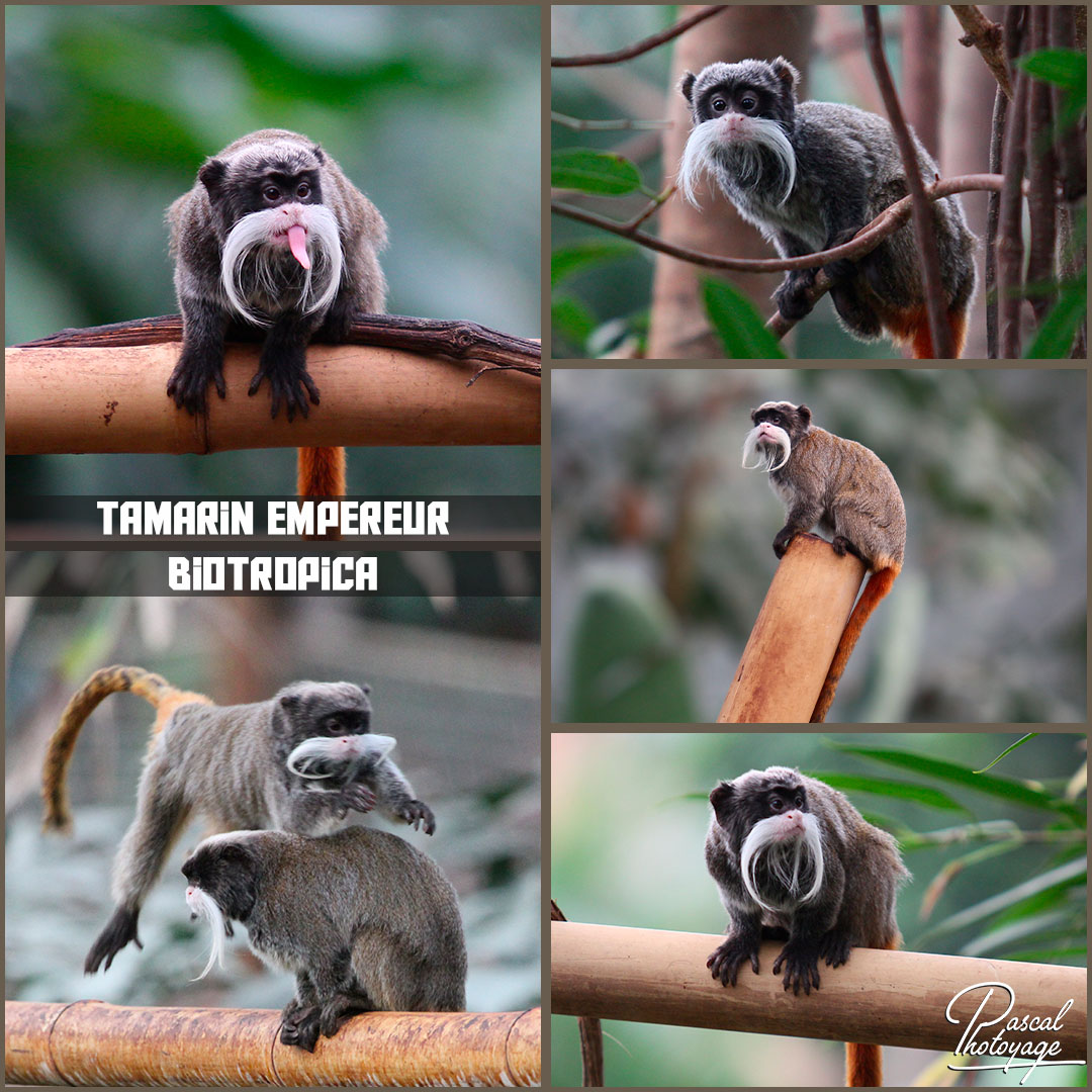 31121436_biotropica_-_tamarin_empereur_01_-_layout_18_1080x1080.jpg 31121436_biotropica_-_tamarin_empereur_01_-_layout_18_1080x1080.jpg