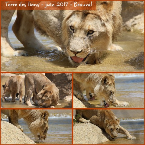 31131480_beauval_terre_des_lions_02_-_layout_56.jpg