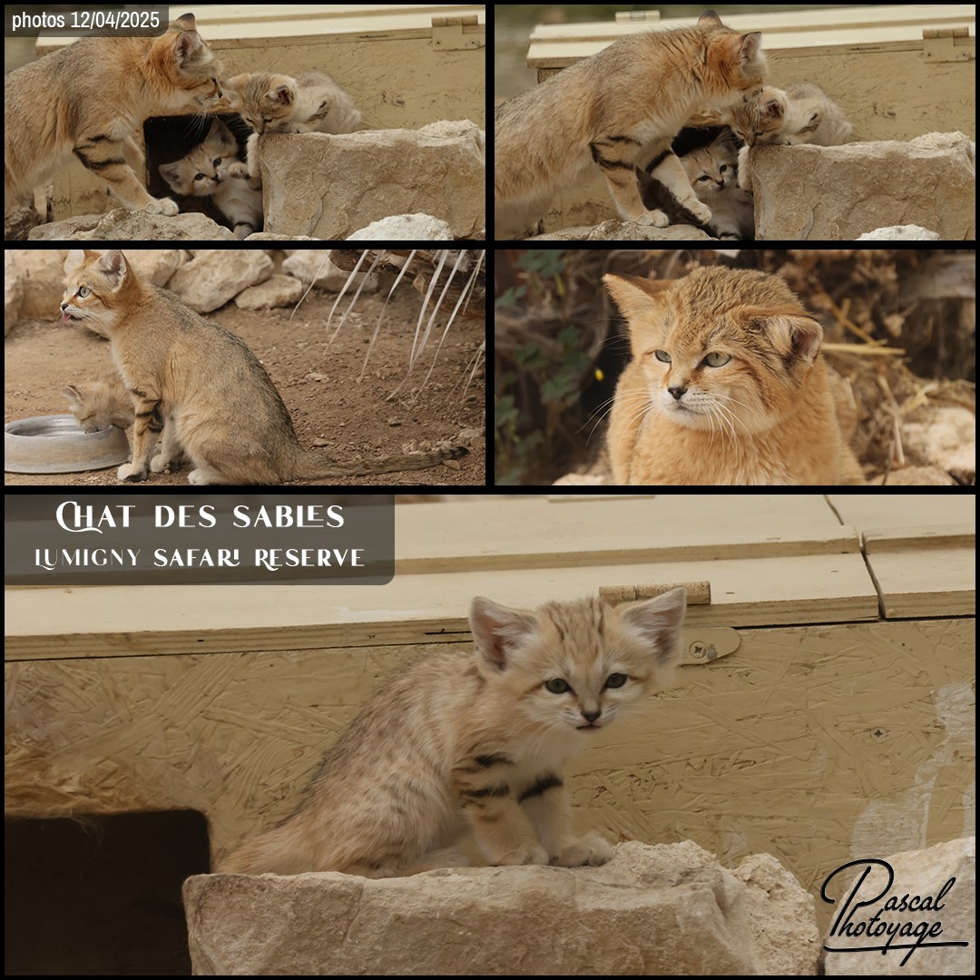 31469944_chat_des_sables_05_-_lumigny_safari_reserve_-_layout_55_1080x1080.jpg