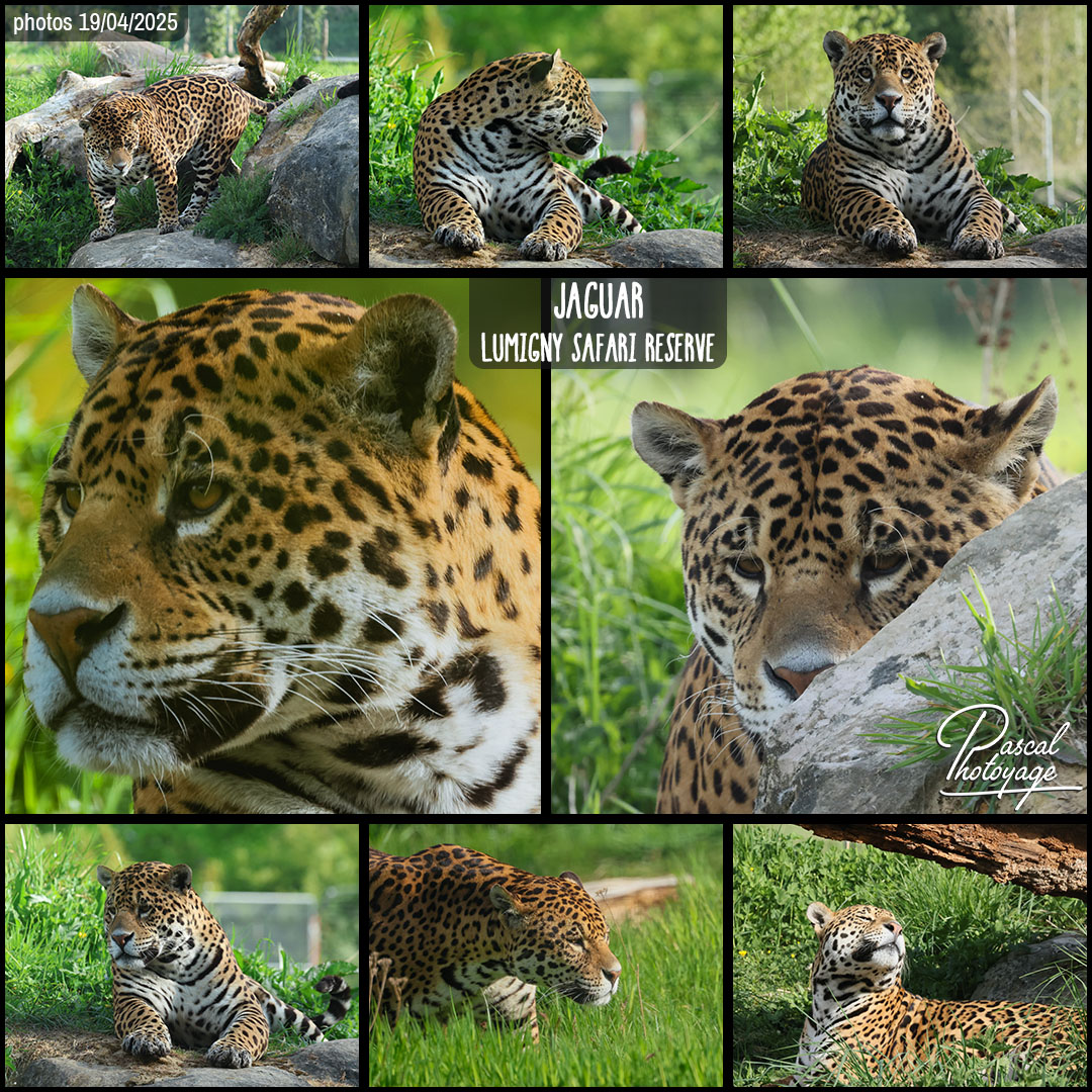 31863360_jaguar_01_-_lumigny_safari_reserve_-_layout_34_1080x1080.jpg