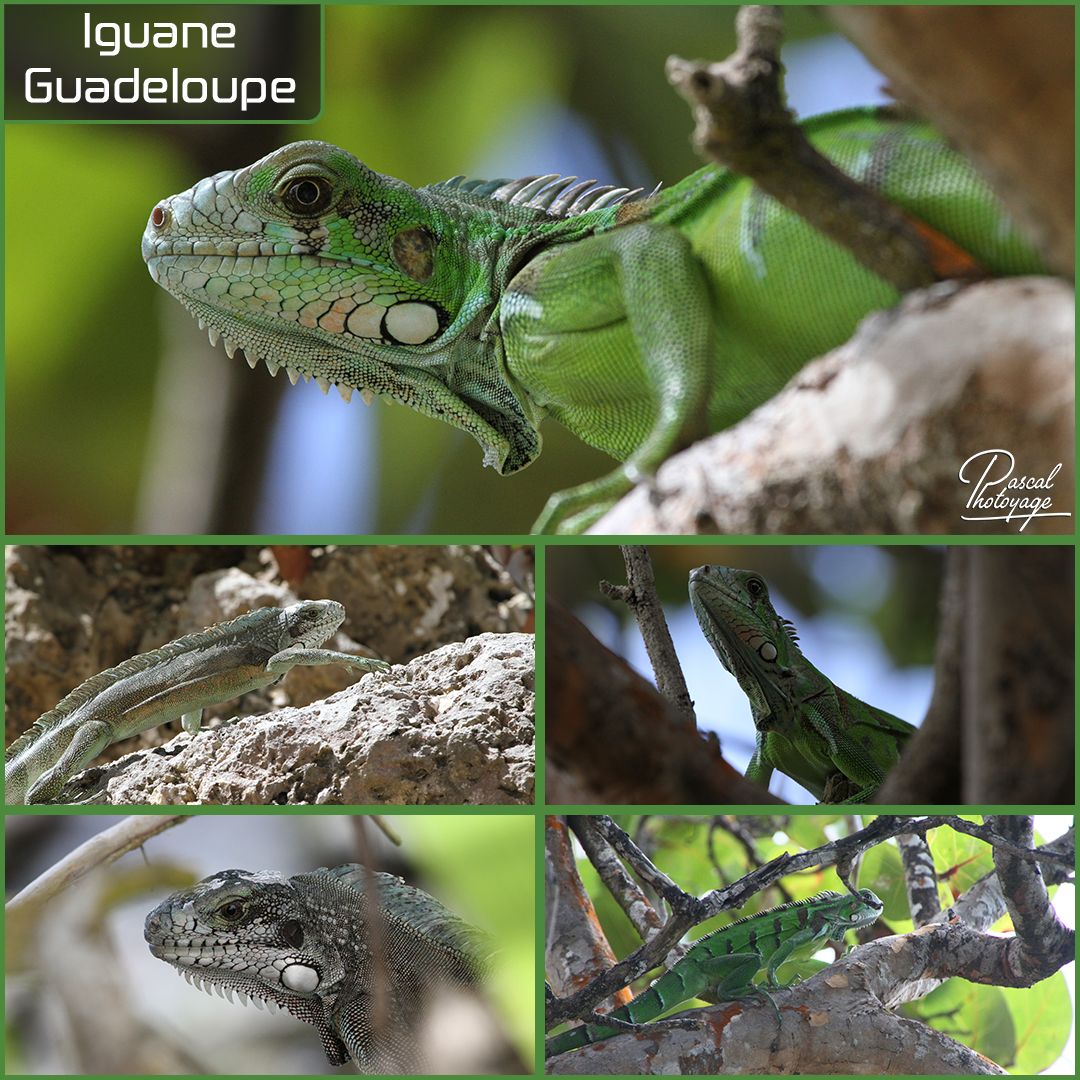 31868324_guadeloupe_-_iguane_01_-_layout_56_1080x1080.jpg