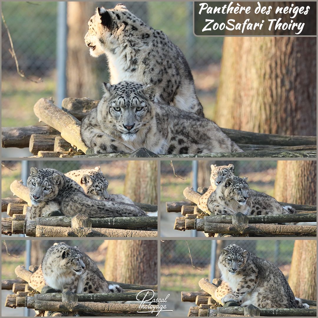 32122133_thoiry_-_panthere_des_neiges_02_-_layout_56_1080x1080.jpg
