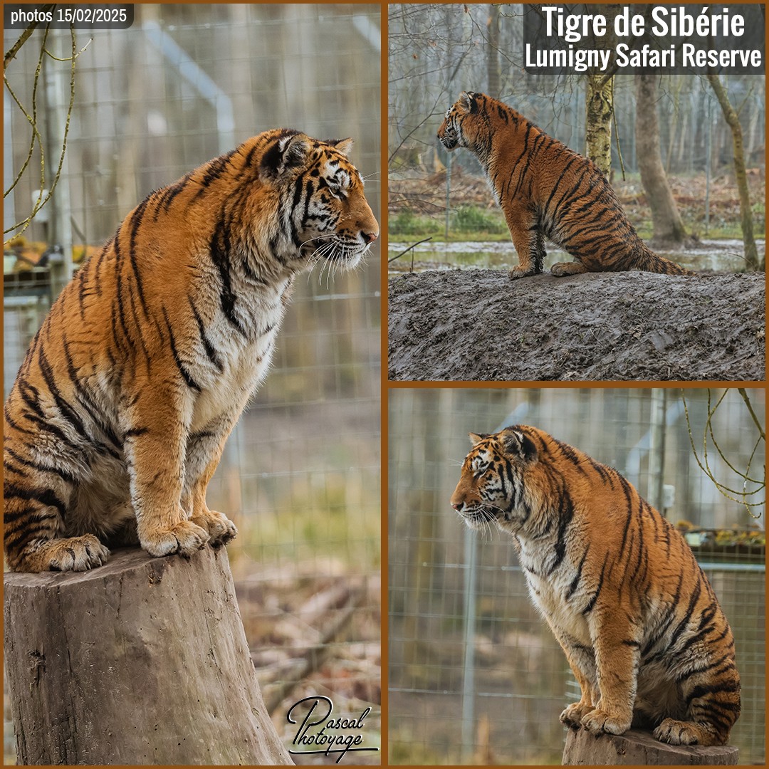 33207038_tigre_de_siberie_01_-_lumigny_safari_reserve_-_layout_68_1080x1080.jpg