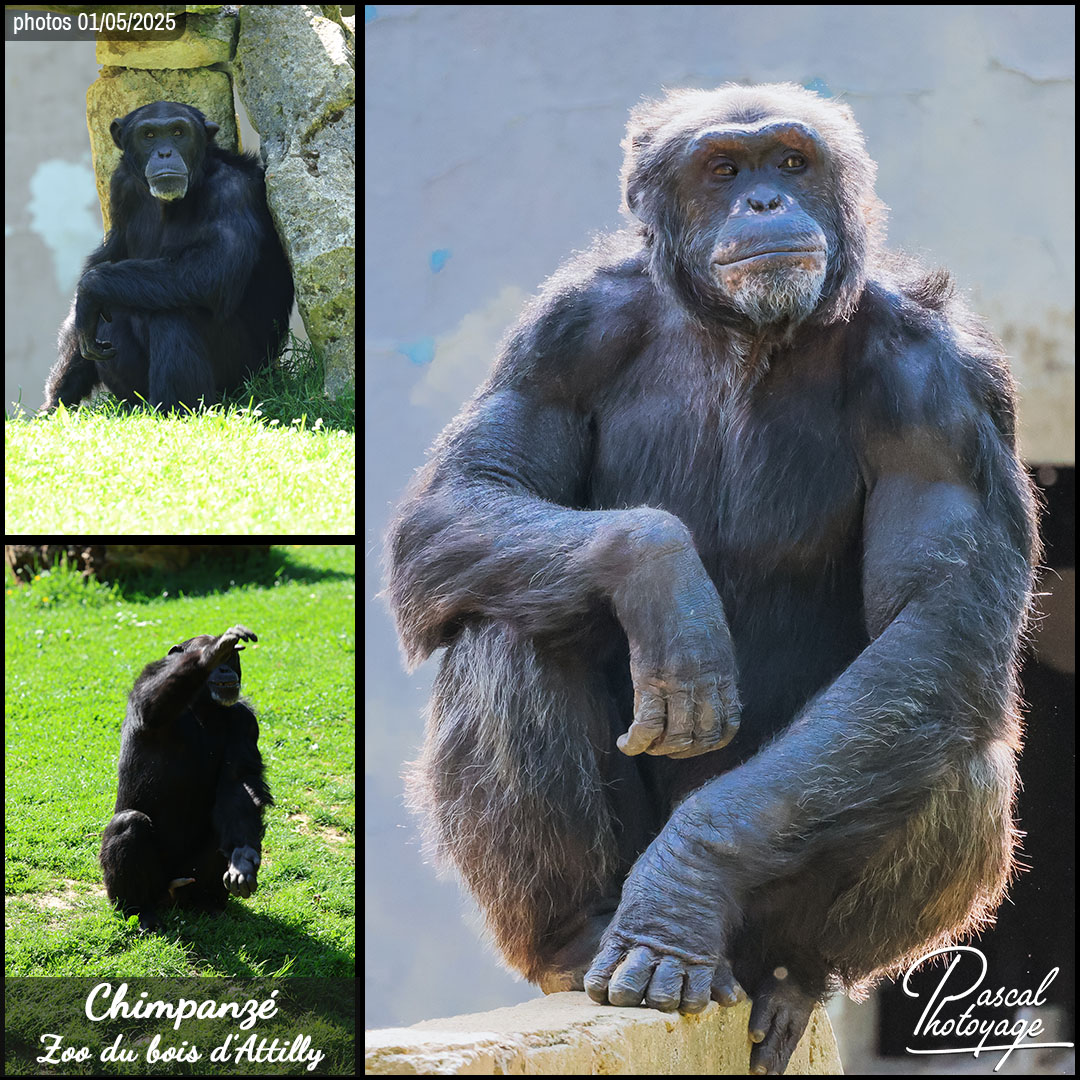 34199551_chimpanze_01_-_zoo_du_bois_d_attilly_-_layout_61_1080x1080.jpg