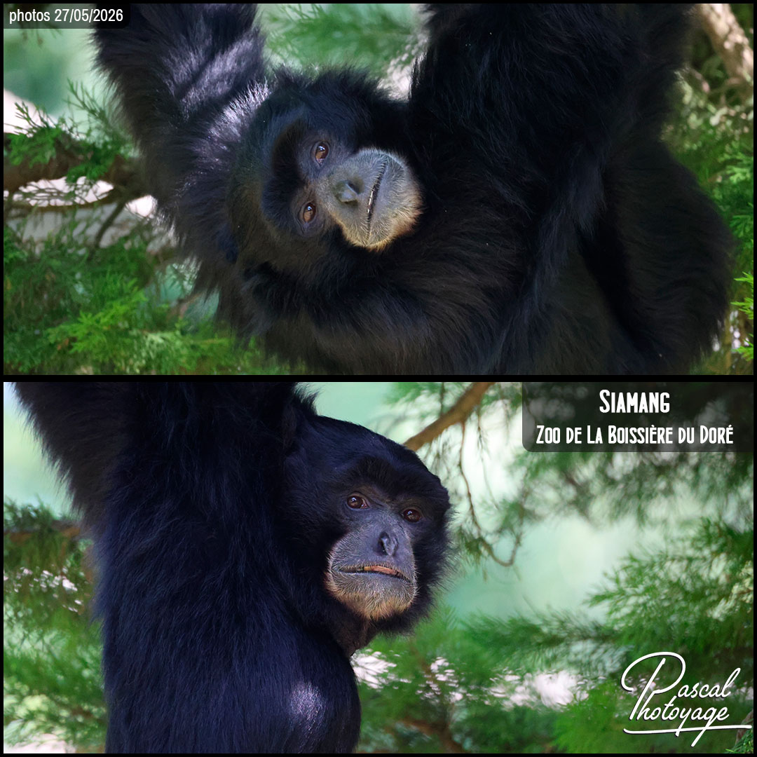36247289_siamang_01_-_zoo_de_la_boissiere_du_dore_-_layout_52.jpg