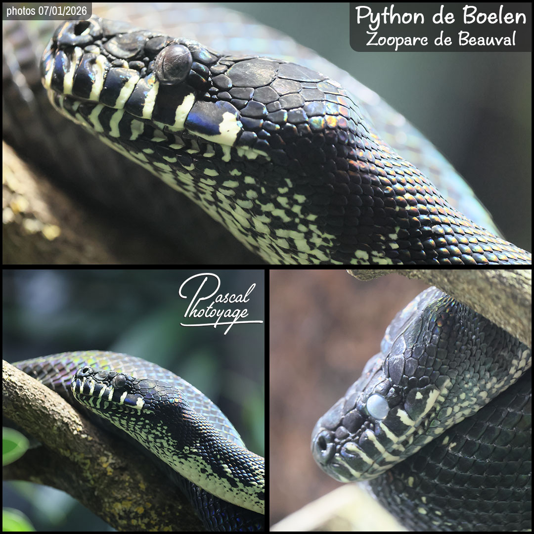 36310932_python_de_boelen_01_-_beauval_-_layout_73_1080x1080.jpg
