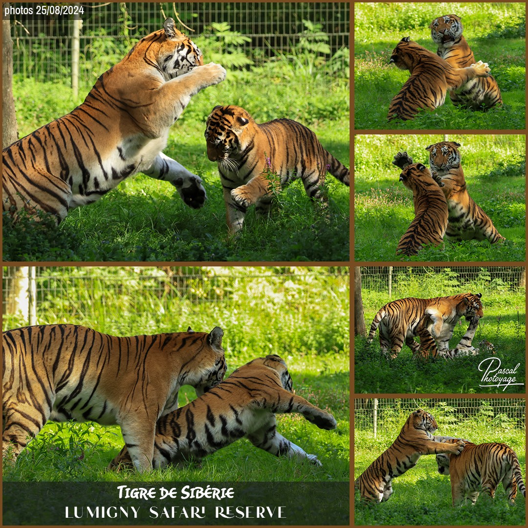 37319761_tigre_de_siberie_01_-_lumigny_safari_reserve_-_layout_64_1080x1080.jpg