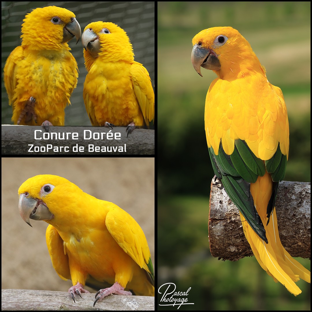 37545200_conure_doree_01_-_zooparc_de_beauval_-_layout_69_1080x1080.jpg