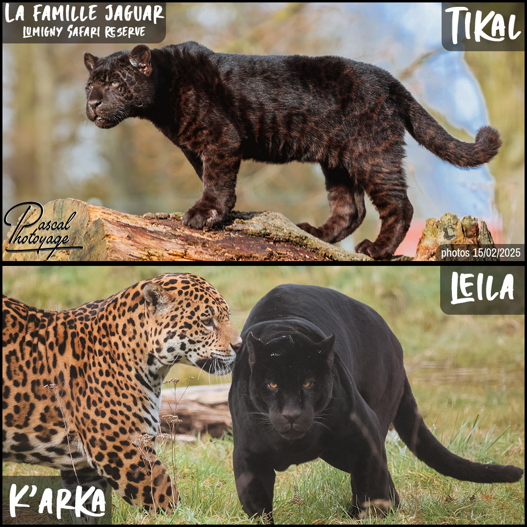 37771078_jaguar_famille_01_-_lumigny_safari_reserve_-_layout_52_1080x1080.jpg