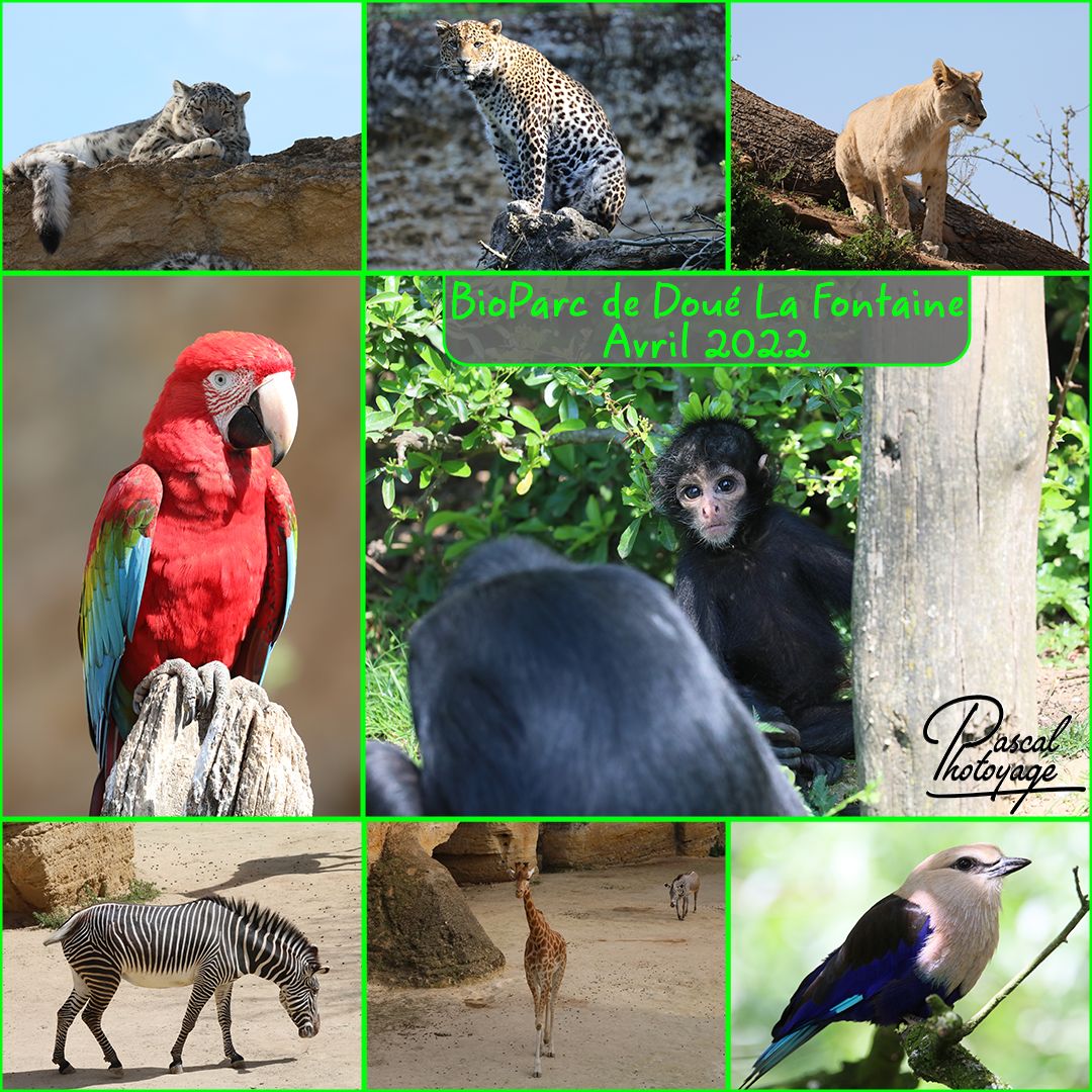 38248245_bioparc_doue_la_fontaine_01_-_layout_35_1080x1080.jpg