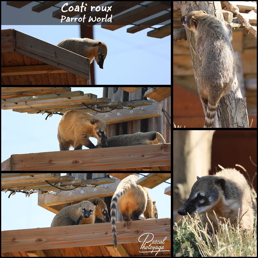 39444109_parrot_world_-_coati_01_-_layout_19_1080x1080.jpg