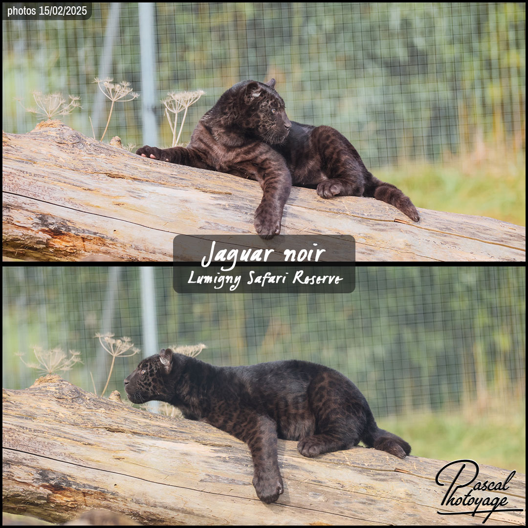 41276442_jaguar_noir_02_-_lumigny_safari_reserve_-_layout_52_1080x1080.jpg