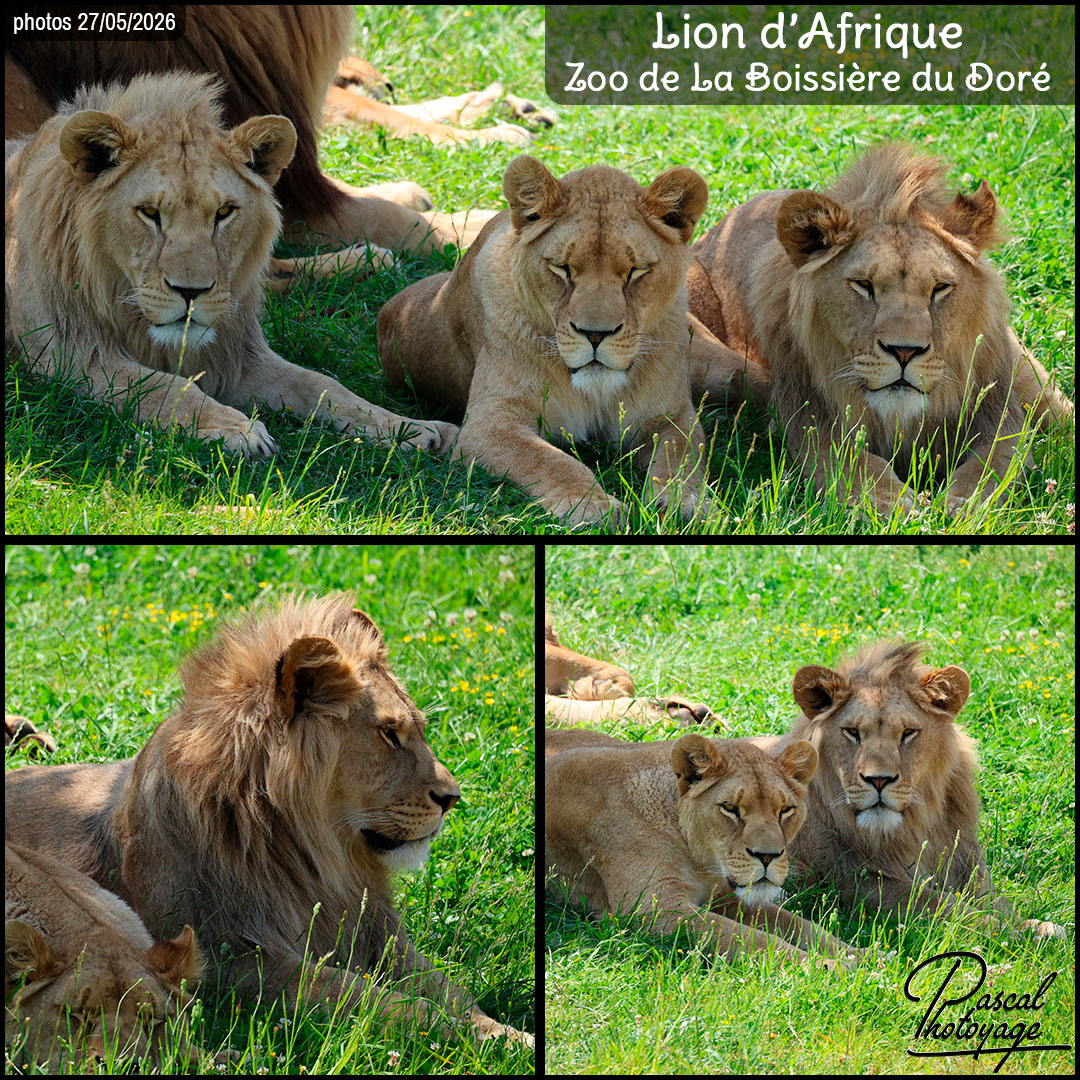 41338914_lion_d'afrique_-_zoo_de_la_boissiere_du_dore_-_layout_58.jpg