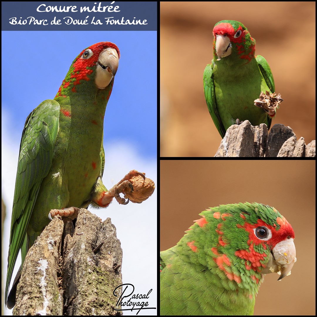 41428000_conure_mitree_01_-_bioparc_doue_la_fontaine_-_layout_68_1080x1080.jpg