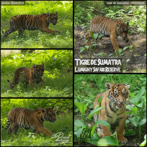 42322067_tigre_de_sumatra_01_-_lumigny_safari_reserve_-_layout_17.jpg