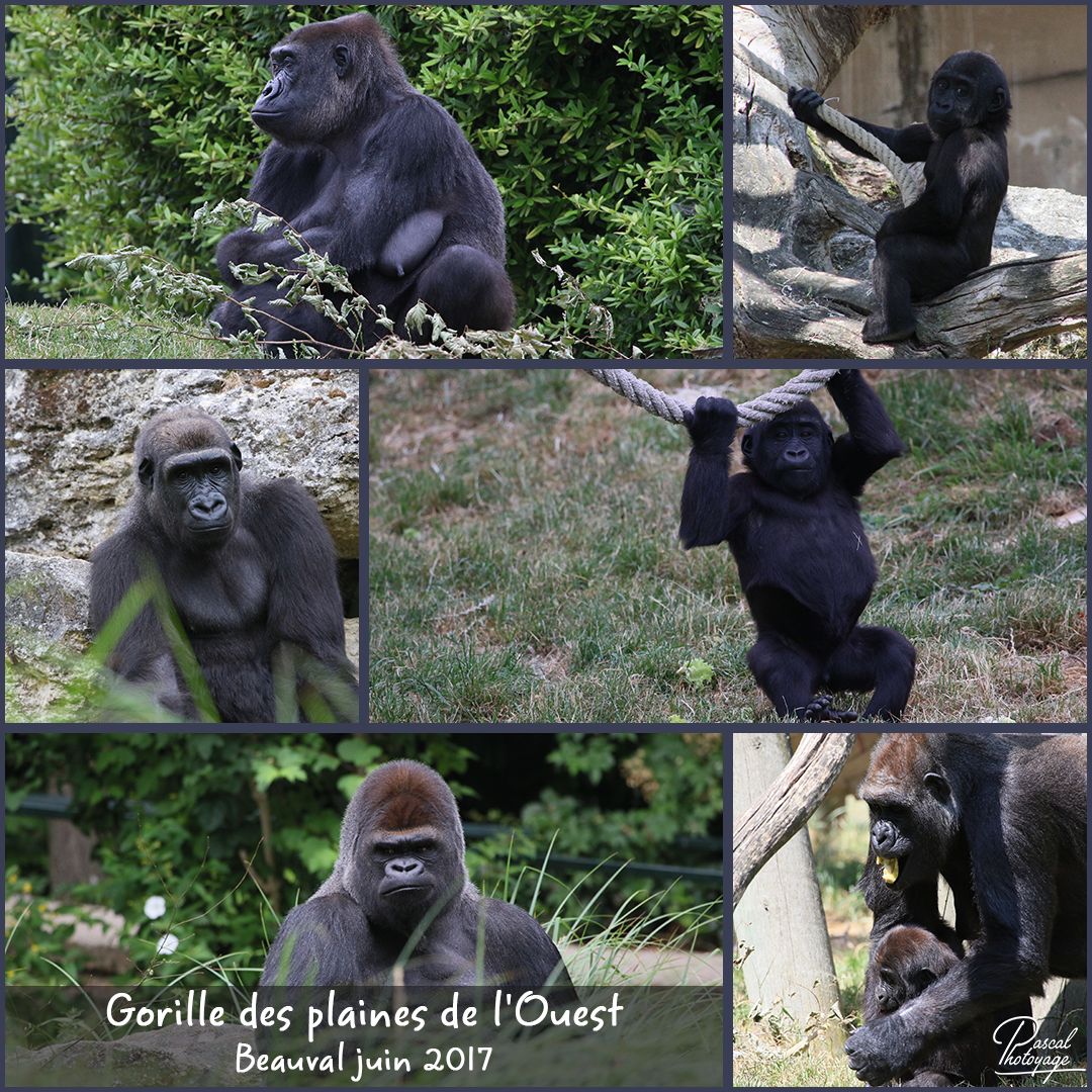 42411310_beauval_-_gorille_des_plaines_de_l'ouest_01_-_layout_28.jpg