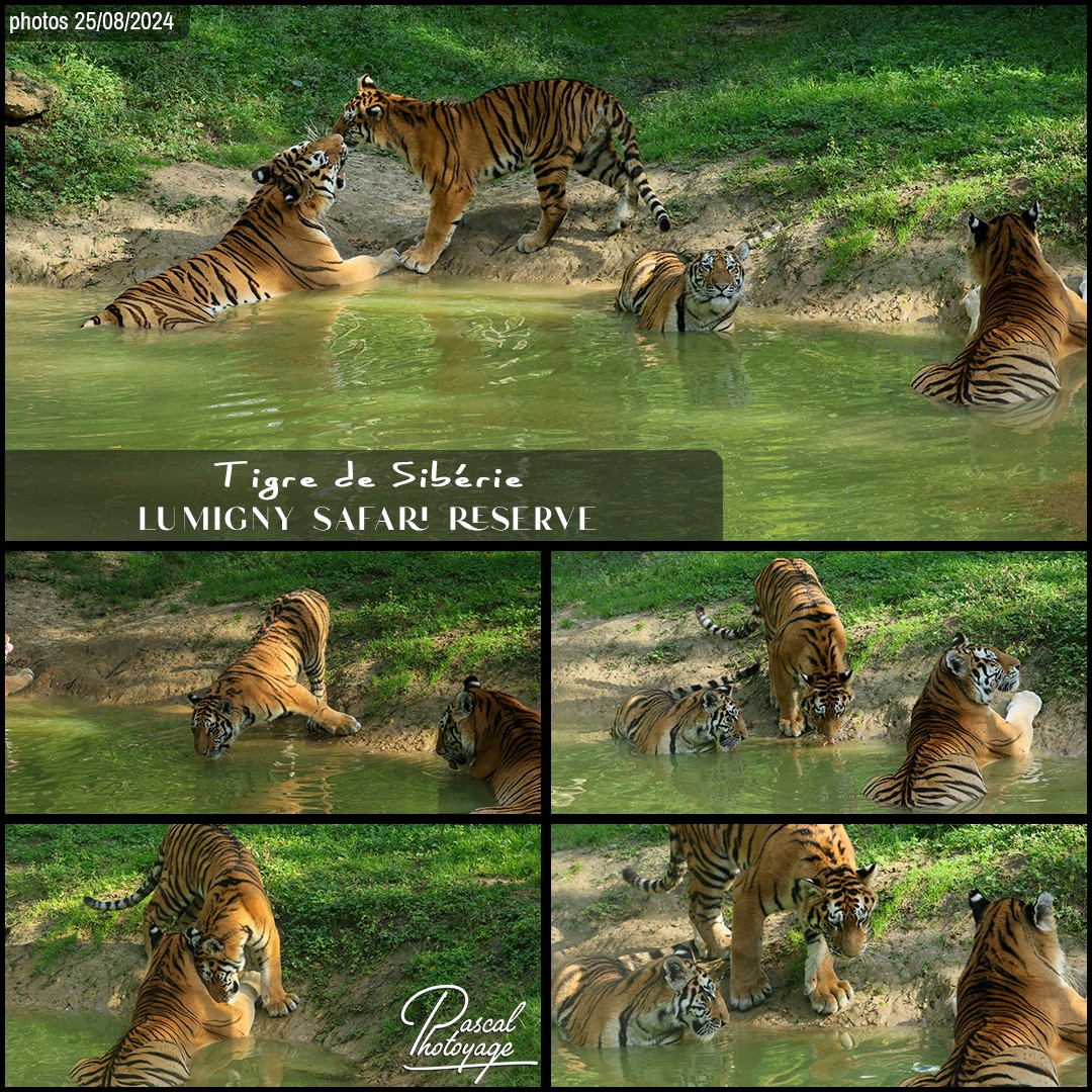 42492512_tigre_de_siberie_01_-_lumigny_safari_reserve_-_layout_56_1080x1080.jpg