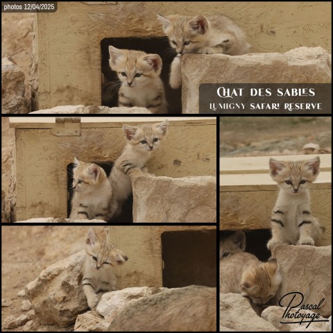 42532363_chat_des_sables_04_-_lumigny_safari_reserve_-_layout_12.jpg