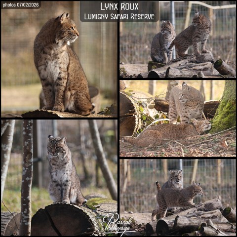 42805143_lynx_roux_01_-_lumigny_safari_reserve_-_layout_18.jpg
