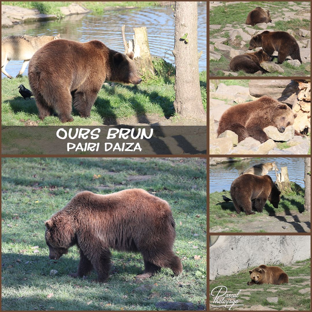 43133630_pairi_daiza_-_ours_brun_01_-_layout_64_1080x1080.jpg