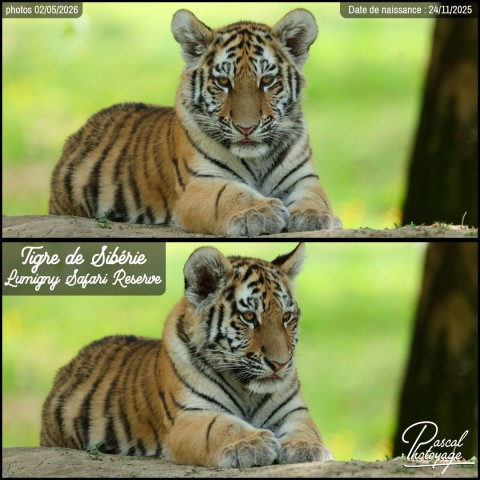 43211867_tigre_de_siberie_10_-_lumigny_safari_reserve_-_layout_52.jpg