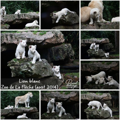43474468_la_fleche_-_lion_blanc_02_-_layout_46.jpg
