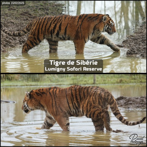 43482915_tigre_de_siberie_01_-_lumigny_safari_reserve_-_layout_52.jpg