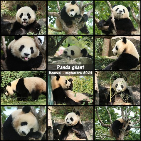 43608063_panda_geant_01_-_layout_63.jpg