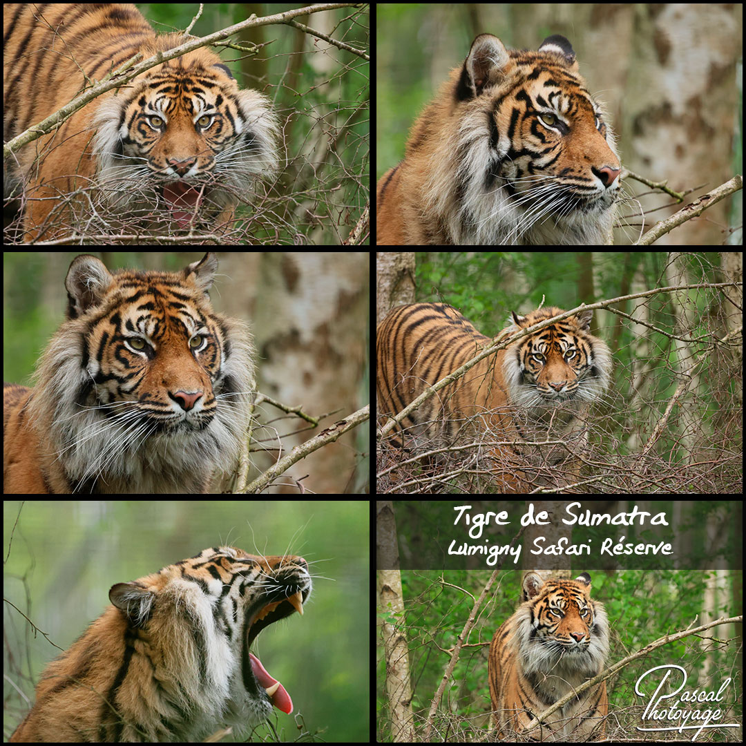 43665506_tigre_de_sumatra_02_-_lumigny_safari_reserve_-_layout_71_1080x1080.jpg