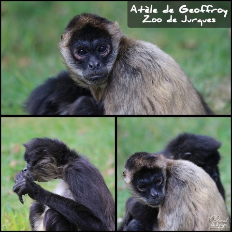 43730294_jurques_-_atele_de_geoffroy_01_-_layout_58.jpg