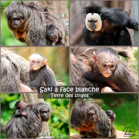 43744368_saki_a_face_blanche_01_-_terre_des_singes_-_layout_71.jpg