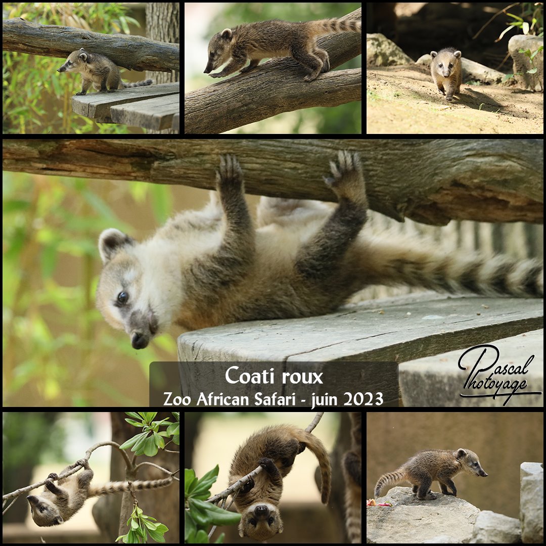 43846221_zoo_african_safari_-_coati_roux_01_-_layout_32_1080x1080.jpg