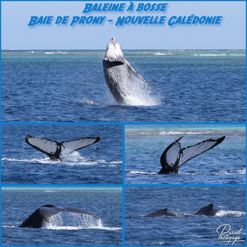 43940623_nouvelle_caledonie_-_baleine_a_bosse_01_-_layout_56.jpg