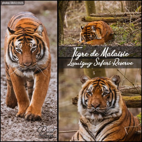 43976071_tigre_de_malaisie_01_-_lumigny_safari_reserve_-_layout_02.jpg