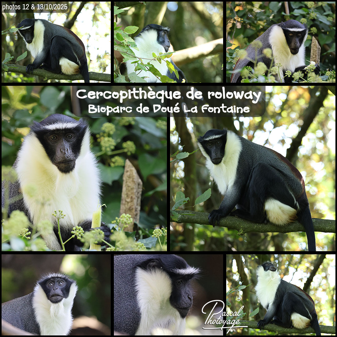 44204167_cercopitheque_de_roloway_01_-_bioparc_de_doue_la_fontaine_-_layout_34.jpg