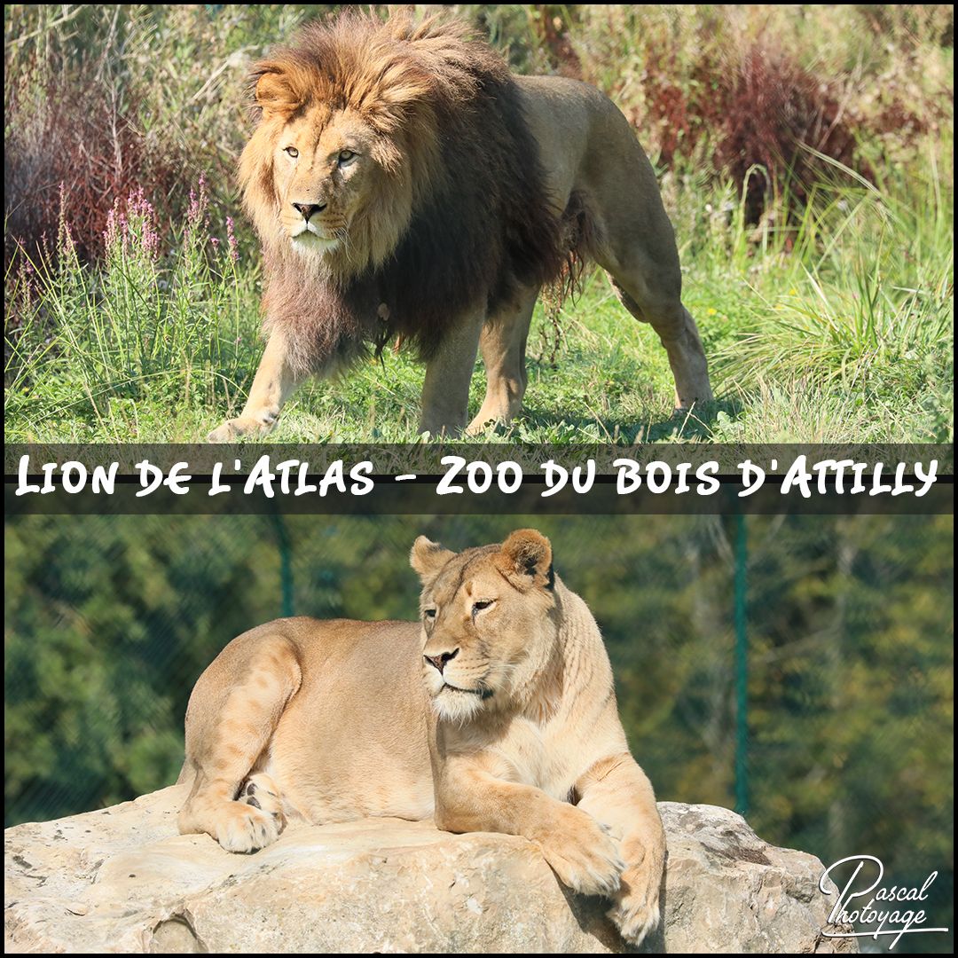 44623394_zoo_du_bois_d'attilly_-_lions_de_l'atlas_01_-_layout_52.jpg