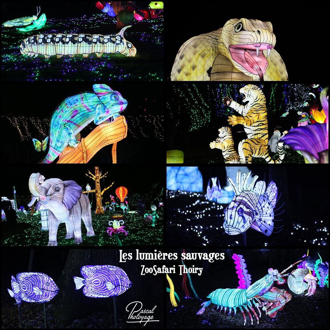 44687100_les_lumieres_sauvages_-_zoosafari_thoiry_-_layout_54.jpg
