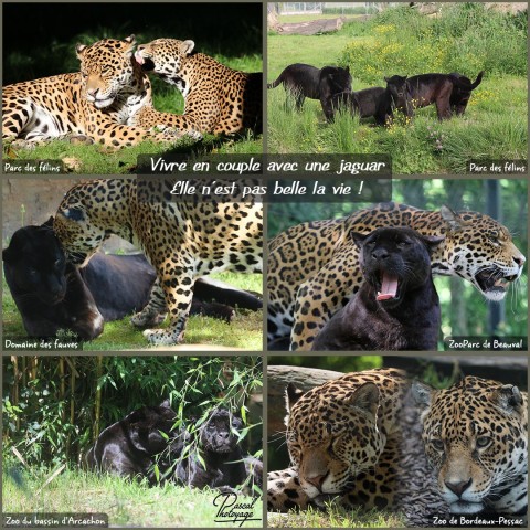 44756222_en_couple_avec_une_jaguar_01_-_layout_71.jpg