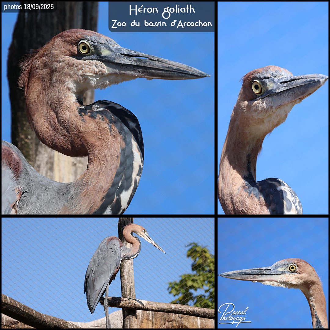 45134429_heron_goliath_01_-_zoo_du_bassin_d_arcachonlayout_04_-_1080x1080.jpg