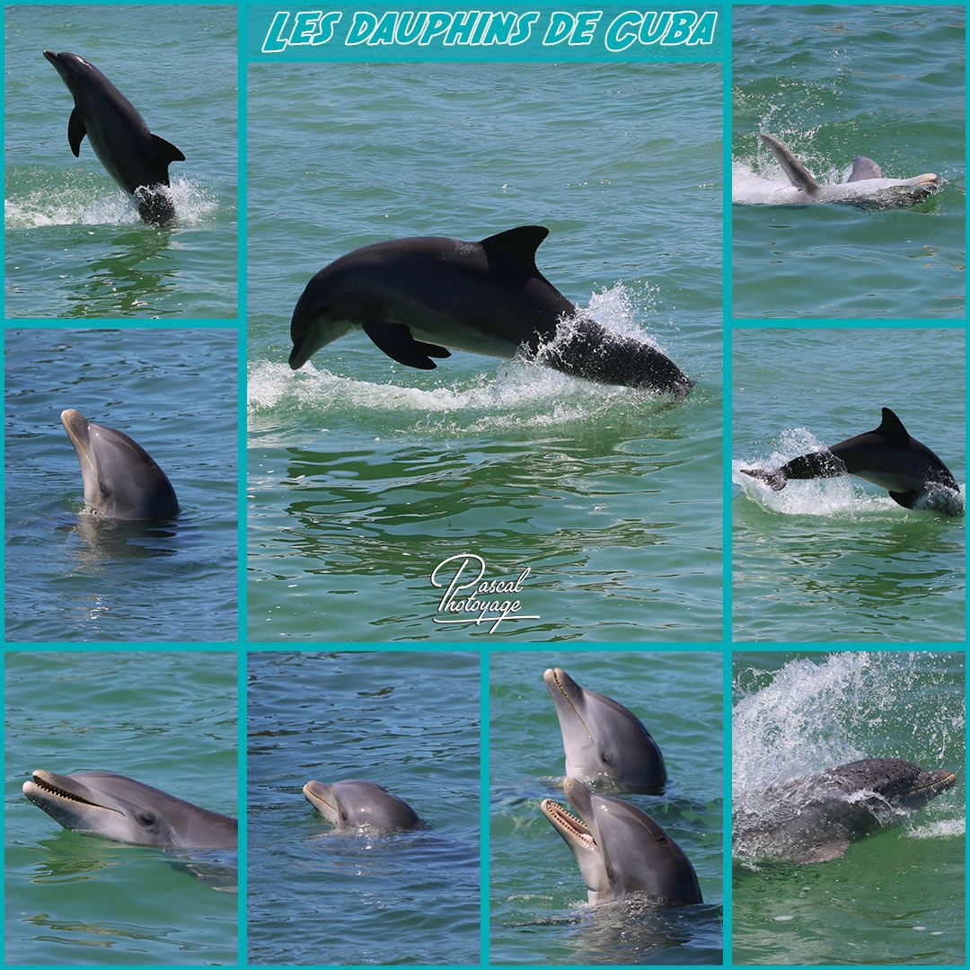 45501492_dauphin_cuba_01_-_layout_43_1080x1080.jpg