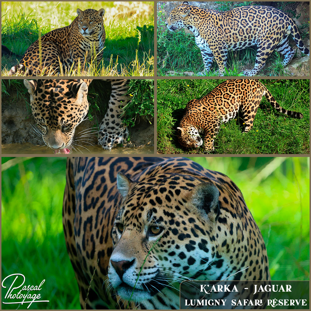 45593777_jaguar_01_-_lumigny_safari_reserve_-_layout_55_1080x1080.jpg