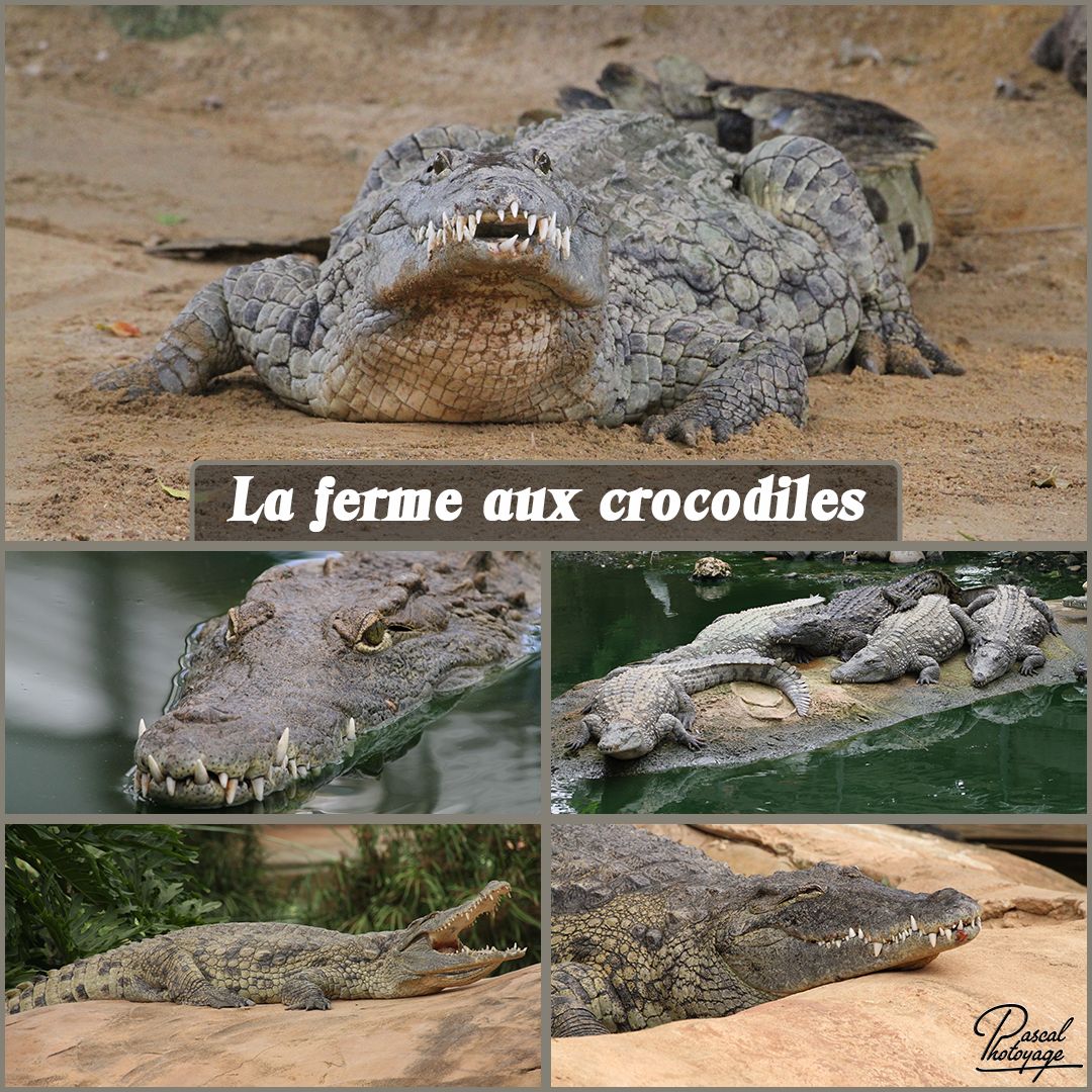 45857067_la_ferme_aux_crocodiles_01_-_layout_56_1080x1080.jpg