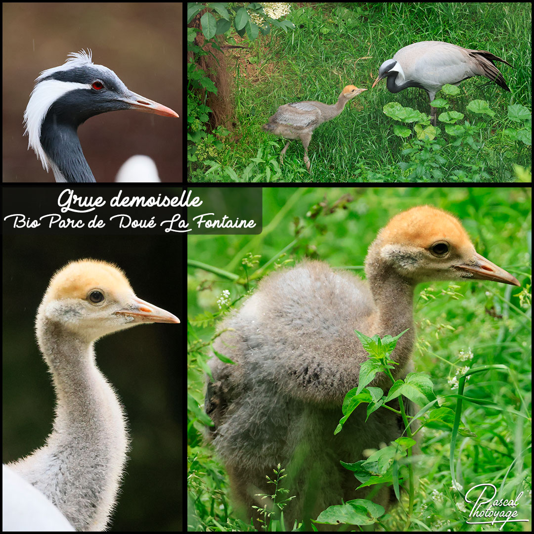 47142656_grue_demoiselle_01_-_bioparc_de_doue_la_fontaine_-_layout_05.jpg