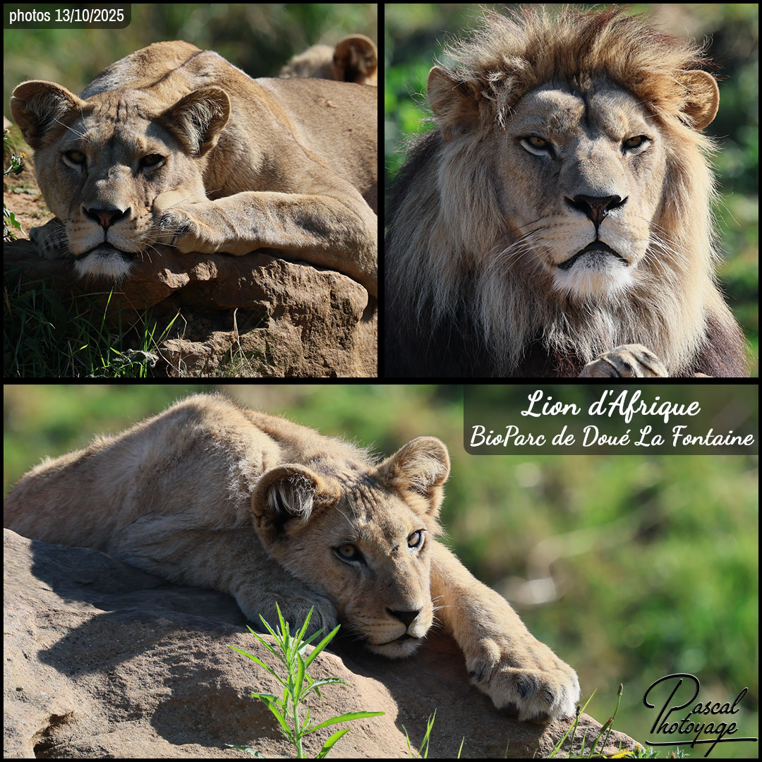 47342457_lion_d'afrique_01_-_bioparc_de_doue_la_fontaine_-_layout_59.jpg