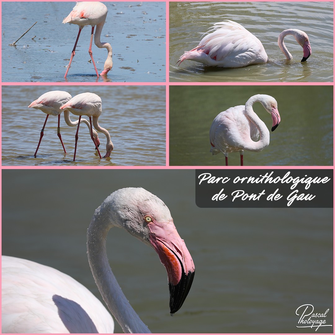 47603949_parc_ornithologique_de_pont_de_gau_01_-_layout_55_1080x1080.jpg