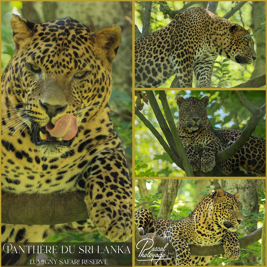 48359019_panthere_du_sri_lanka_01_-_lumigny_safari_reserve_-_layout_67_1080x1080.jpg