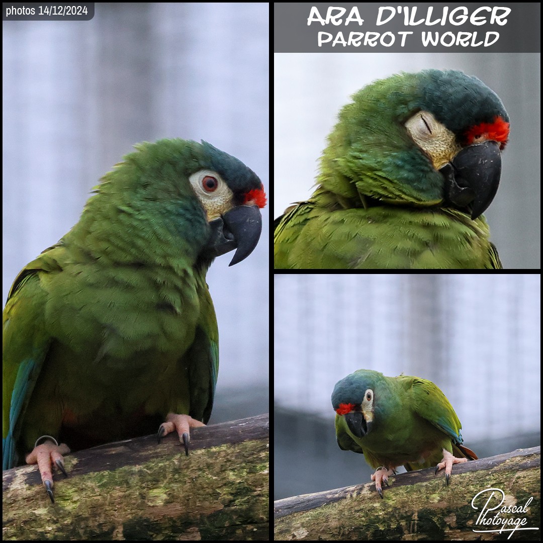 49412077_ara_d_illiger_01_-_parrot_world_-_layout_68_1080x1080.jpg